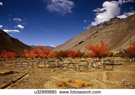 Apple and apricot orchard View Large Photo Image Stock Photography - Apple and apricot orchard. Fotosearch