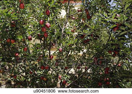 Apple tree in Kalpa Village View Large Photo Image Stock Photograph - Apple tree in Kalpa Village. Fotosearch