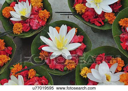 Beautiful flowers View Large Photo Image Stock Photography - Beautiful flowers . Fotosearch