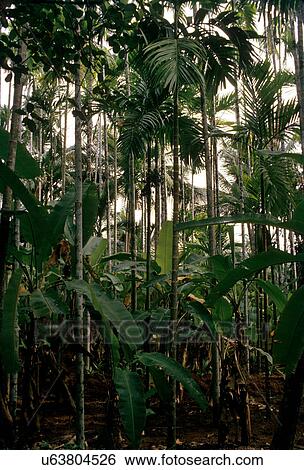 Betel nut View Large Photo Image Stock Photograph - Betel nut. Fotosearch