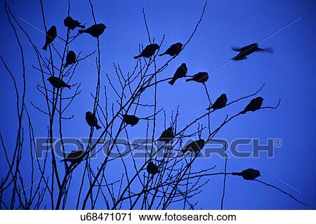 Birds on tree branches View Large Photo Image Stock Image - Birds on tree branches. Fotosearch