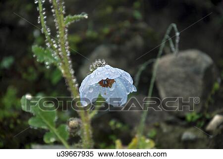 Blue poppies in the valley of flowers View Large Photo Image Stock Photography - Blue poppies in the valley of flowers . Fotosearch