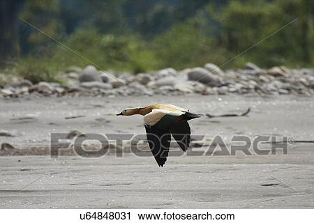Stock Image - Brahminy Duck. Fotosearch