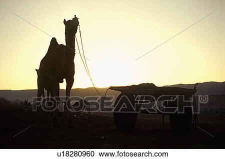 Camel at Pushkar View Large Photo Image Stock Image - Camel at Pushkar. Fotosearch