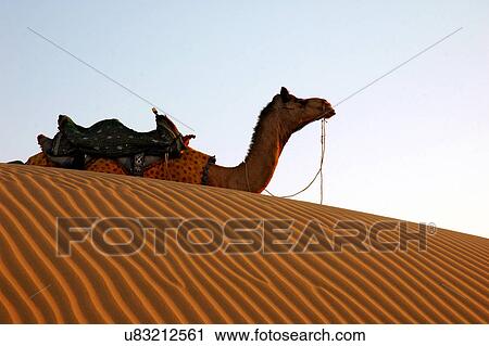 Camel View Large Photo Image Stock Image - Camel. Fotosearch
