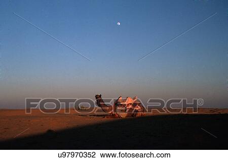 Camel View Large Photo Image Stock Image - Camel. Fotosearch