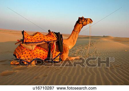 Camel View Large Photo Image Stock Photo - Camel. Fotosearch