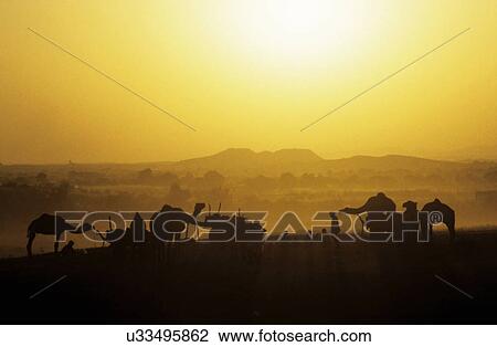 Camels silhouetted against the sunset View Large Photo Image Stock Image - Camels silhouetted against the sunset. Fotosearch