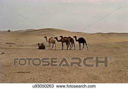 Camels View Large Photo Image Stock Image - Camels. Fotosearch