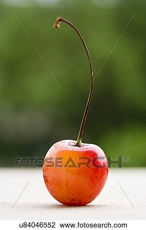 Cherry View Large Photo Image Stock Image - Cherry. Fotosearch