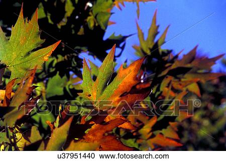 Stock Image - Chinar leaves. Fotosearch