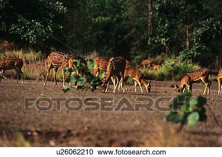 Stock Image - Chital. Fotosearch