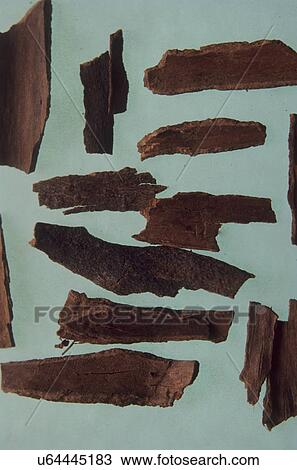 Cinnamon View Large Photo Image Stock Image - Cinnamon. Fotosearch