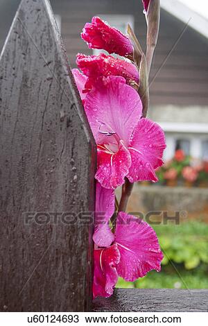 Close-up of flowers View Large Photo Image Stock Image - Close-up of flowers . Fotosearch