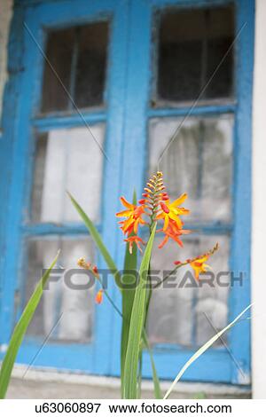 Close-up of flowers View Large Photo Image Stock Photo - Close-up of flowers . Fotosearch