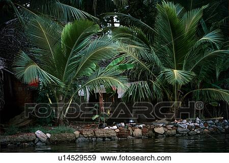 Stock Photo - Coconut trees. Fotosearch
