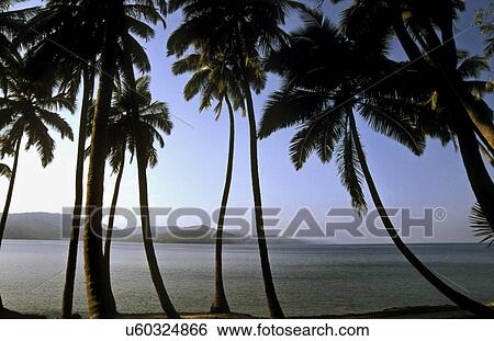 Coconut trees View Large Photo Image Stock Photograph - Coconut trees. Fotosearch