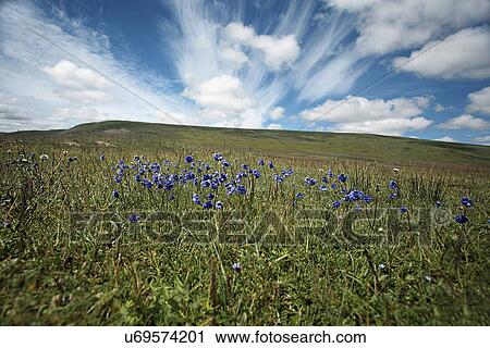 Countryside in Tibet View Large Photo Image Stock Image - Countryside in Tibet. Fotosearch