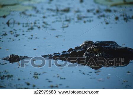 Crocodile View Large Photo Image Stock Image - Crocodile. Fotosearch