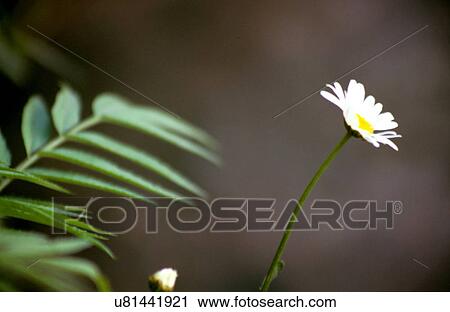 Daisy View Large Photo Image Stock Image - Daisy. Fotosearch