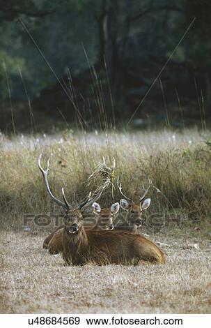 Deer View Large Photo Image Stock Photo - Deer. Fotosearch