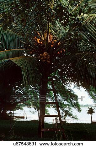 Dwarf variety of Coconut tree View Large Photo Image Stock Image - Dwarf variety of Coconut tree. Fotosearch