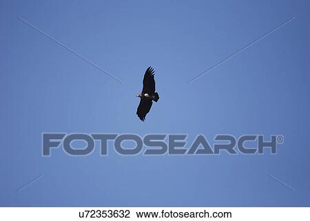 Eagle View Large Photo Image Stock Image - Eagle. Fotosearch