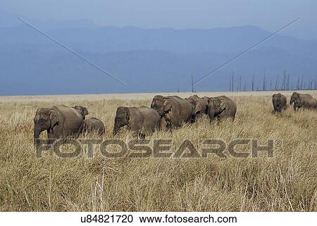 Elephant herd in Jim Corbett National Park View Large Photo Image Stock Image - Elephant herd in Jim Corbett National Park. Fotosearch