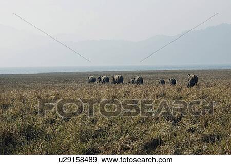 Elephant herd in Jim Corbett National Park View Large Photo Image Stock Photo - Elephant herd in Jim Corbett National Park. Fotosearch