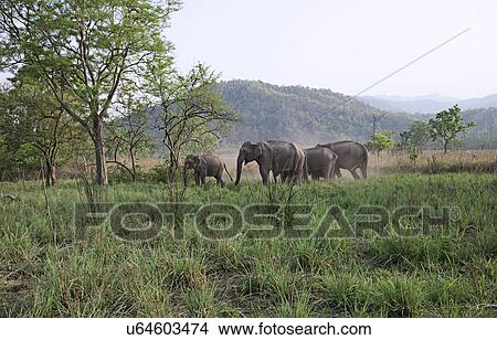 Elephant herd View Large Photo Image Picture - Elephant herd. Fotosearch