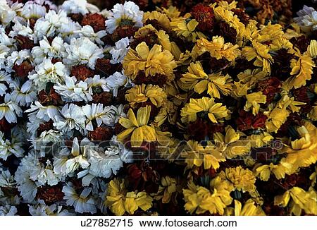 Flowers View Large Photo Image Stock Photography - Flowers. Fotosearch