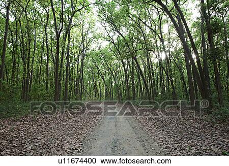 Forest road View Large Photo Image Stock Image - Forest road. Fotosearch
