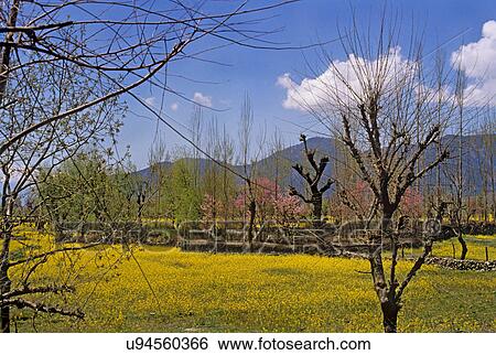Forest View Large Photo Image Stock Photograph - Forest. Fotosearch