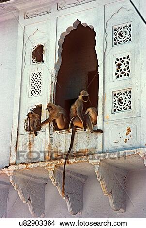 Picture - Golden langurs. Fotosearch