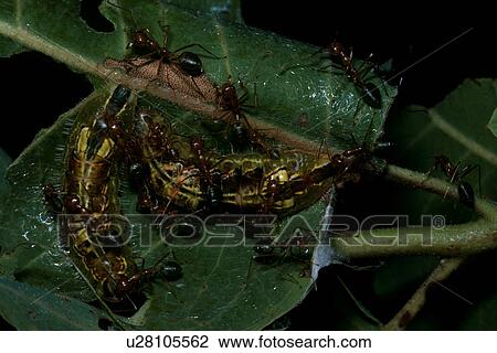 Grasshopper View Large Photo Image Stock Image - Grasshopper. Fotosearch
