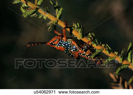 Grasshopper View Large Photo Image Stock Image - Grasshopper. Fotosearch