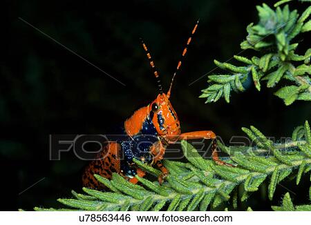 Grasshopper View Large Photo Image Stock Photograph - Grasshopper. Fotosearch