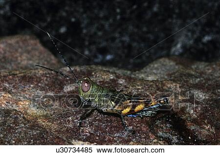 Stock Photography - Grasshopper. Fotosearch