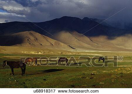 Grazing horses View Large Photo Image Stock Photo - Grazing horses. Fotosearch