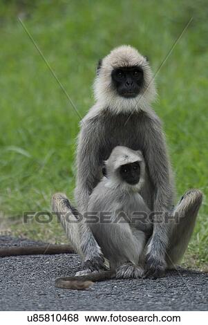 Grey Langurs View Large Photo Image Stock Photo - Grey Langurs. Fotosearch