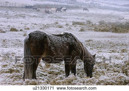 Horse View Large Photo Image Stock Image - Horse. Fotosearch