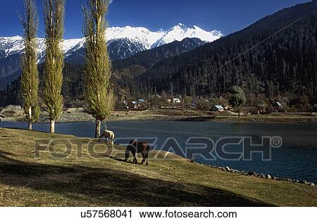 Horses grazing in a lazy golden autumn View Large Photo Image Stock Image - Horses grazing in a lazy golden autumn. Fotosearch