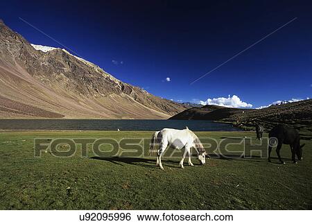 Horses grazing near Chandertal Lake View Large Photo Image Stock Photograph - Horses grazing near Chandertal Lake. Fotosearch