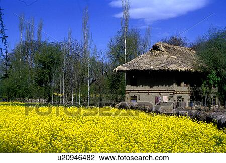 House besides a mustard field View Large Photo Image Stock Image - House besides a mustard field. Fotosearch
