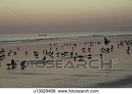 Juhu Beach View Large Photo Image Stock Photo - Juhu Beach. Fotosearch