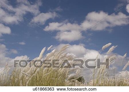 Kaash flowers swaying in the breeze View Large Photo Image Stock Image - Kaash flowers swaying in the breeze . Fotosearch