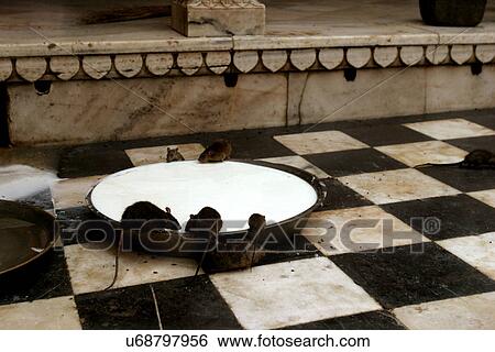 Karni Mata Mandir View Large Photo Image Stock Photograph - Karni Mata Mandir. Fotosearch