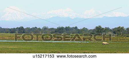 Stock Image - Kaziranga National Park. Fotosearch