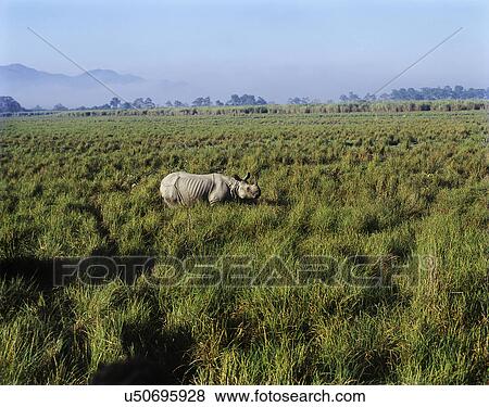 Stock Photo - Kaziranga National Park. Fotosearch