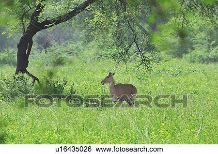 Stock Photograph - Keoladeo National Park . Fotosearch